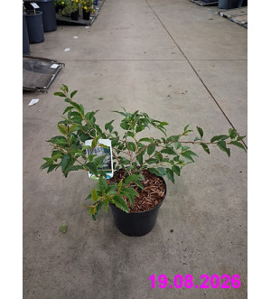Prunus incisa 'Mikinori' C 2,5 L